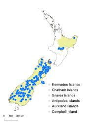 Asplenium richardii distribution map based on databased records at AK, CHR, OTA & WELT.
 Image: K. Boardman © Landcare Research 2017 CC BY 3.0 NZ